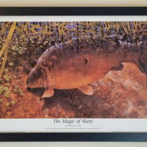 Carp Fishing Original Single Edition Print Of Mary 